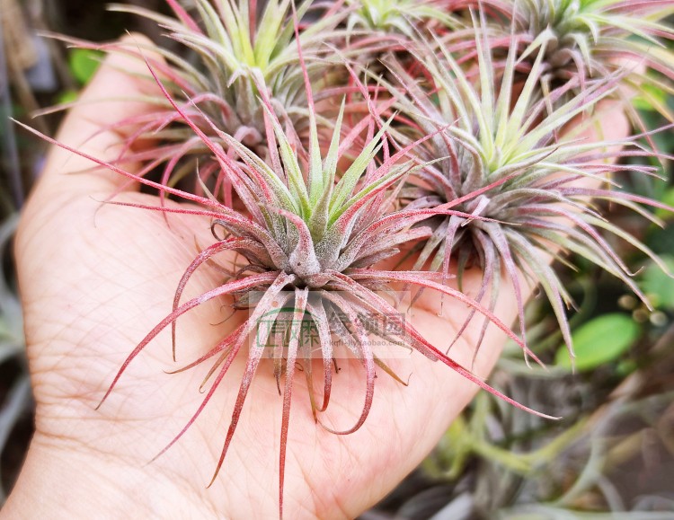 国货无土精灵空气凤梨绿领园杂交