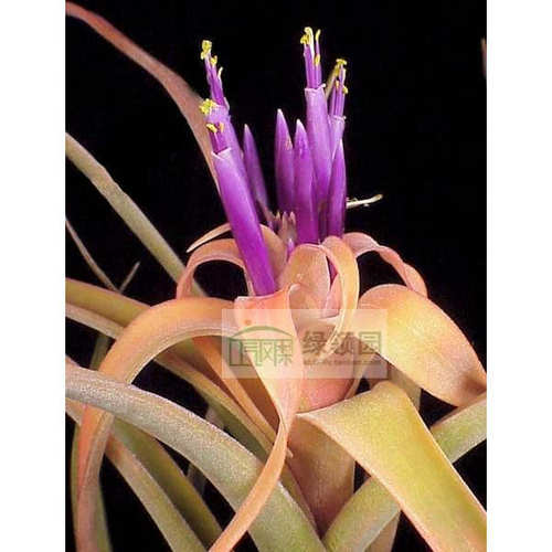 空气凤梨【展示】Tillandsia cf capitata 卡比塔塔CF