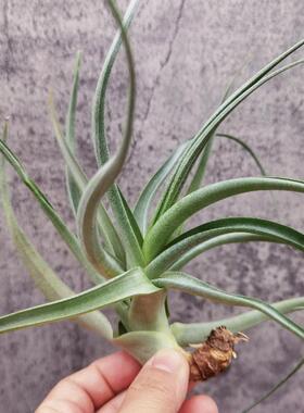 绿领园空气凤梨植物室内装饰无土栽培 Duratii x Latifolia树猴杂