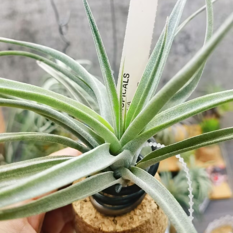 直播 绿领园空气凤梨 一物一拍 T. Majestic血统杂交香槟×空可乐