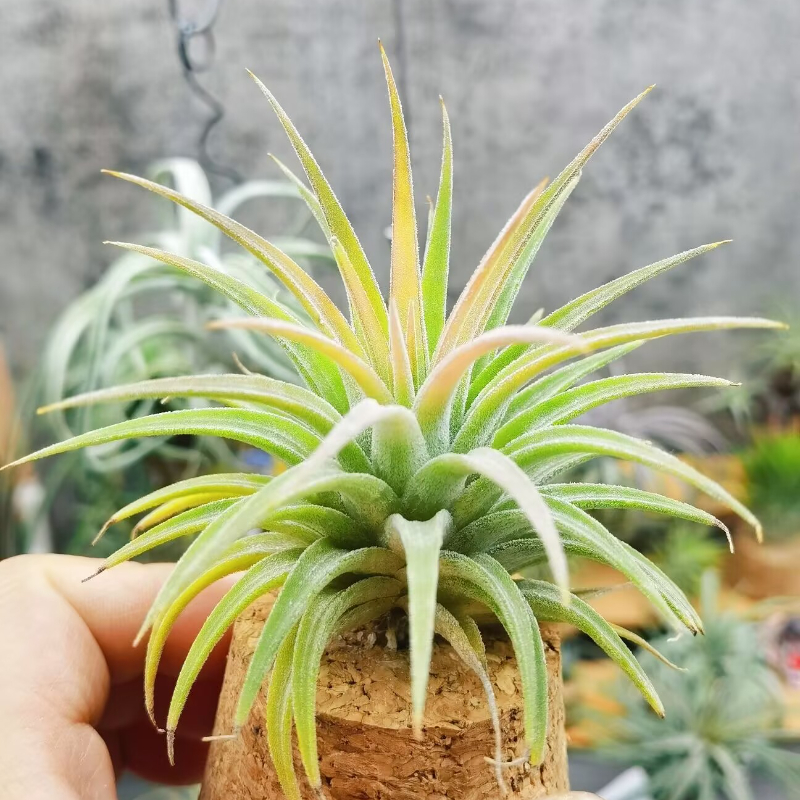 直播 一物一拍 T.ionantha maxima 'Huamelula'华美路拉