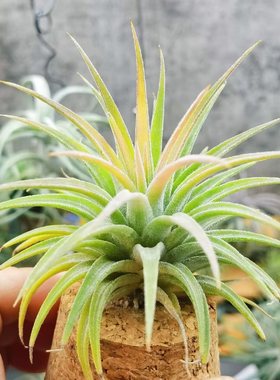 直播 一物一拍 T.ionantha maxima 'Huamelula'华美路拉