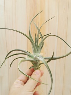 展示 空凤 Tillandsia Aeranthos Royal Flush紫罗兰皇家同花顺
