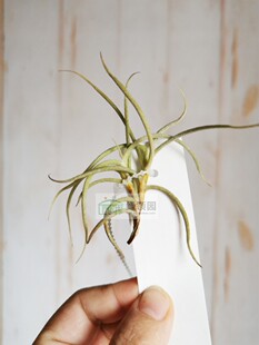 展示 空气凤梨 Tillandsia myosura 牛角 雨林版