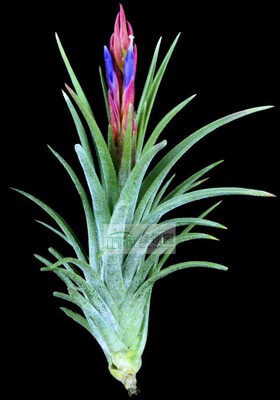 空气凤梨无土室内绿领园精灵