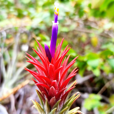 国内手播空凤品种 Tillandsia Oriental Iron Man东方铁汉