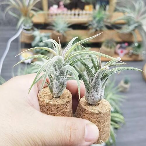 直播 一物一拍 T.ionantha Green x pruinosa绿精灵x普鲁士犀角