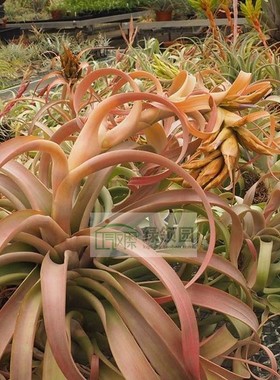 展 空气凤梨 鸟岩Tillandsia Nessie (T. rothii x rhodocephala)