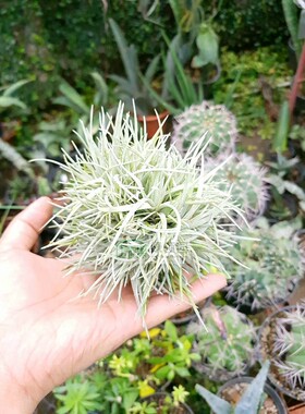 展T.capitata yellow x novakii monstrose 珍惜缀品 卡比黄x卤肉