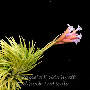 展空气凤梨植物'Blue Bells' 珍稀小型美花杂 (忘记它 x Dennis)