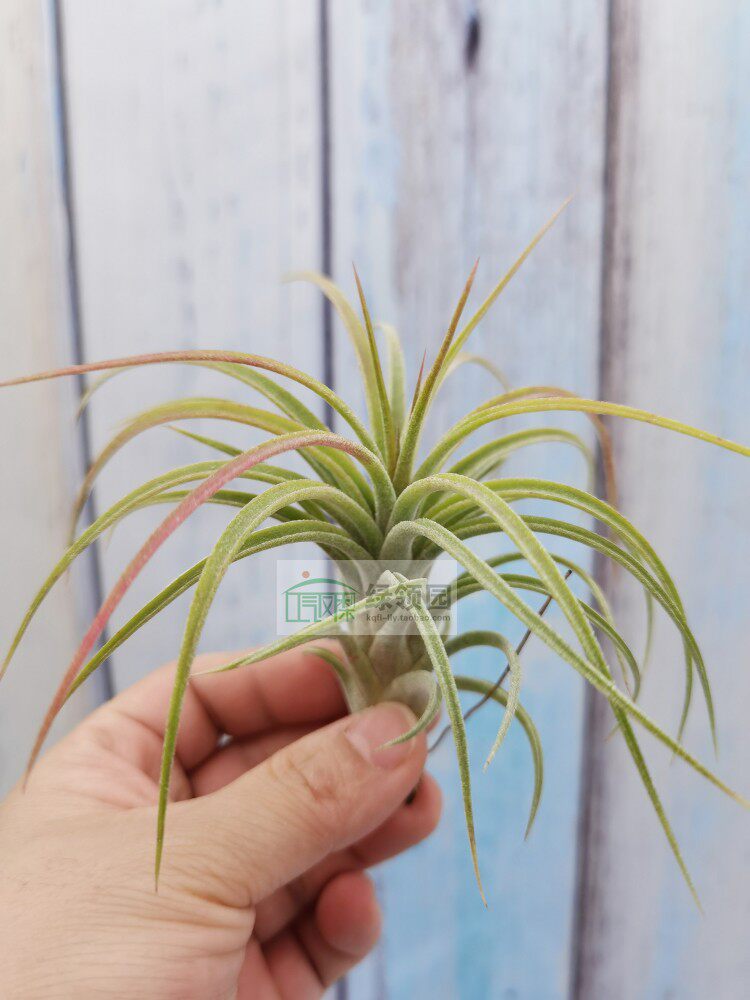 空气凤梨 tillandsia victoria 维多利亚精灵 侧芽