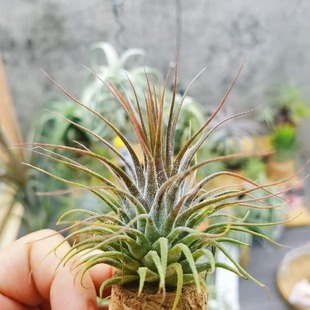 直播 一物一拍 鸟岩T.ionantha v.stricta Mexico束花精灵
