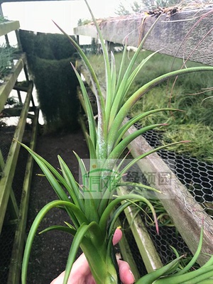 展示 空凤 Tillandsia Intermedia x Paucifolia花中花x红女王