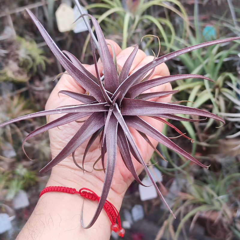 植物空气凤梨室内国货绿领园杂交