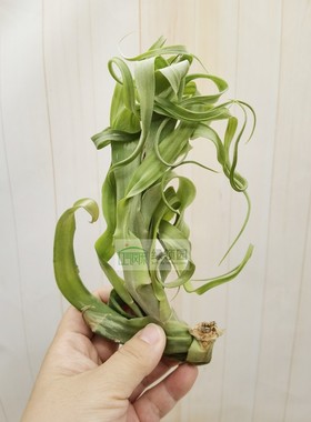 展 空凤 Tillandsia Twisted Tim Giant Green旋转提姆绿色巨型种