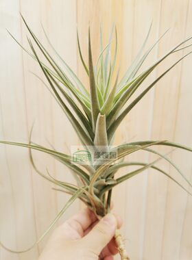 展示 空气凤梨 Tillandsia Purpurea x Purple沙漠之星紫色杂交