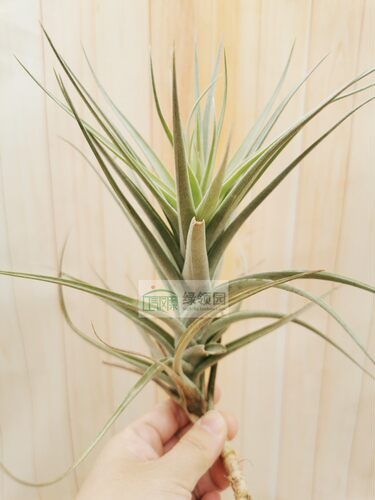 展示 空气凤梨 Tillandsia Purpurea x Purple沙漠之星紫色杂交