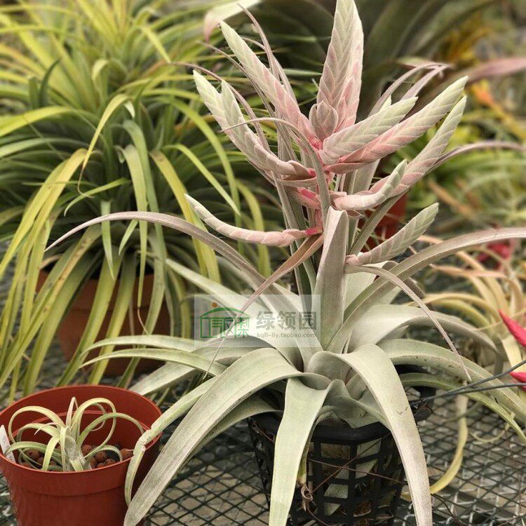 展示 鸟岩 Tillandsia Bea Correale正版BC（贝里兹电卷X香槟）