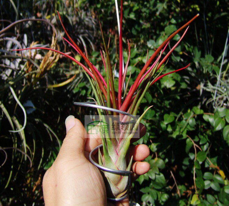 空凤 Tillandsia 'First Born'大花杂交种（科比X章鱼）