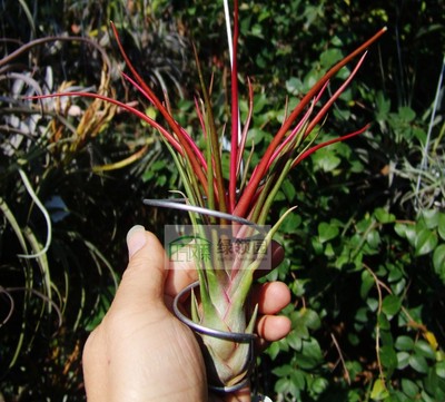 空气凤梨无土室内绿领园杂交