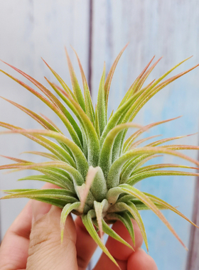 空气凤梨 Tillandsia ionantha maxima 'Huamelula'华美路拉 侧芽