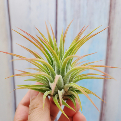 无土室内空气凤梨绿领园精灵侧芽