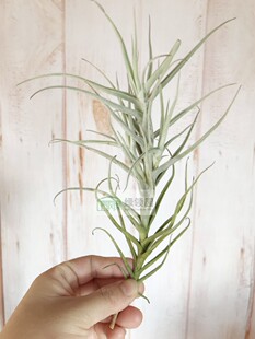 展示 空气凤梨 Tillandsia Paleacea Maxima 粗糠变种