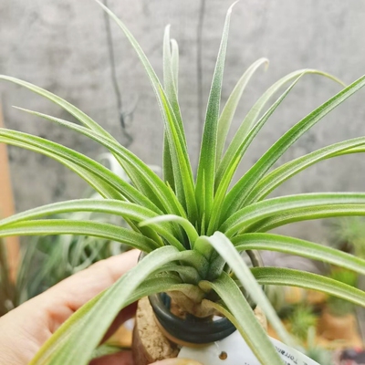 直播 一物一拍 雨林 T.First Prize 红王子× AP精灵