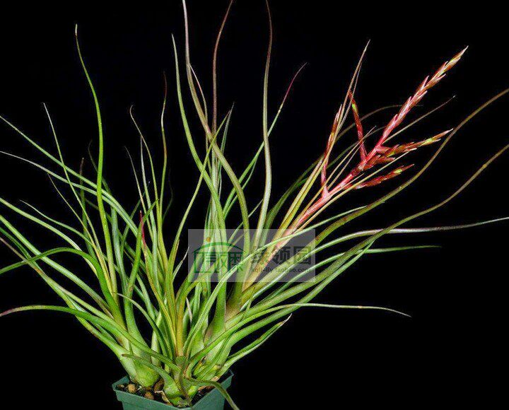 展示 空凤 热带 T. 'Durrell' (limbata x bulbosa)超美章鱼杂交