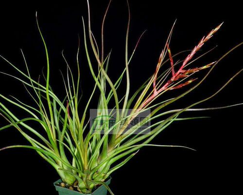 展示 空凤 热带 T. 'Durrell' (limbata x bulbosa)超美章鱼杂交