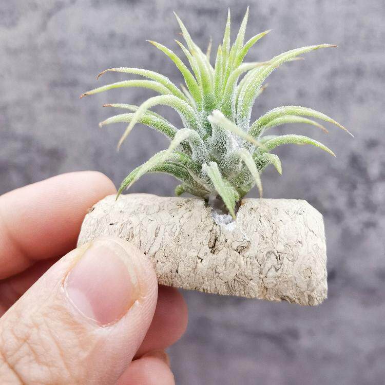 空凤植物室内无土热带杂交ionantha 'Mexican Zebra'墨西哥'驴精'