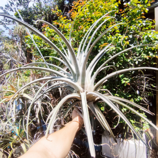 绿领园空气凤梨植物无土栽培室内Fat Boy鸟岩镇园三宝之一胖男孩