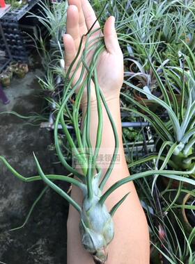 空凤【展示】T. Bulbosa belize贝里兹章鱼（狼牙捧型章鱼品种）