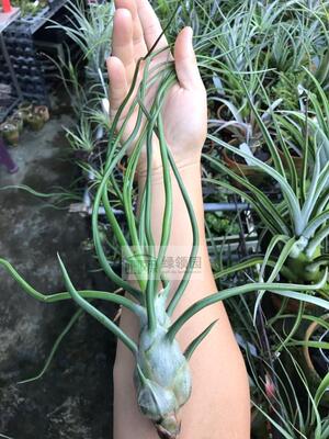 空凤【展示】T. Bulbosa belize贝里兹章鱼（狼牙捧型章鱼品种）