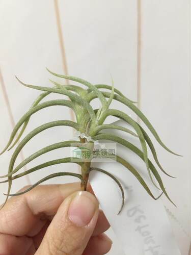 展示 空气凤梨 Tillandsia retorta