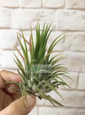 展示 空气凤梨 T.ionantha x stricta 杂交精灵x多国 已开花