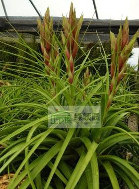 空气凤梨【展示】T. Kegeliana x Rothii 大红花×柔婷