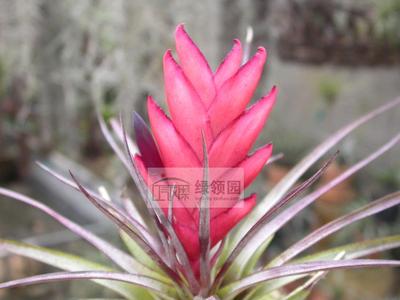 空气凤梨【热带珍品展示】Tillandsia kegeliana 大红花