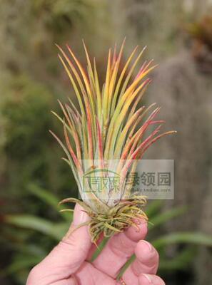 展示 空气凤梨 Tillandsia Ionantha Godzilla哥斯拉精灵