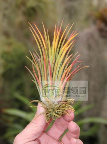 展示 空气凤梨 Tillandsia Ionantha Godzilla哥斯拉精灵