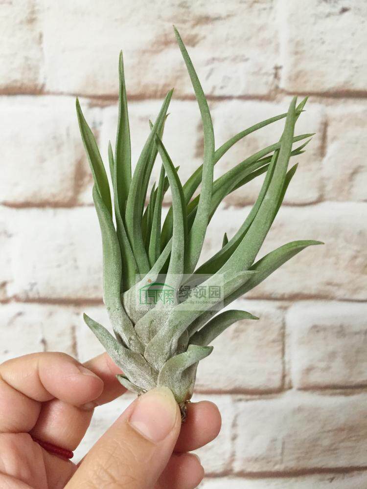 展示 空凤 Tillandsia Velutina Large Green天鹅绒（大型种）