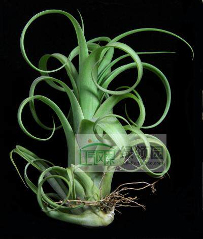 展示 空气凤梨 Tillandsia Capitata v Balbisiana 卡比塔塔柳叶