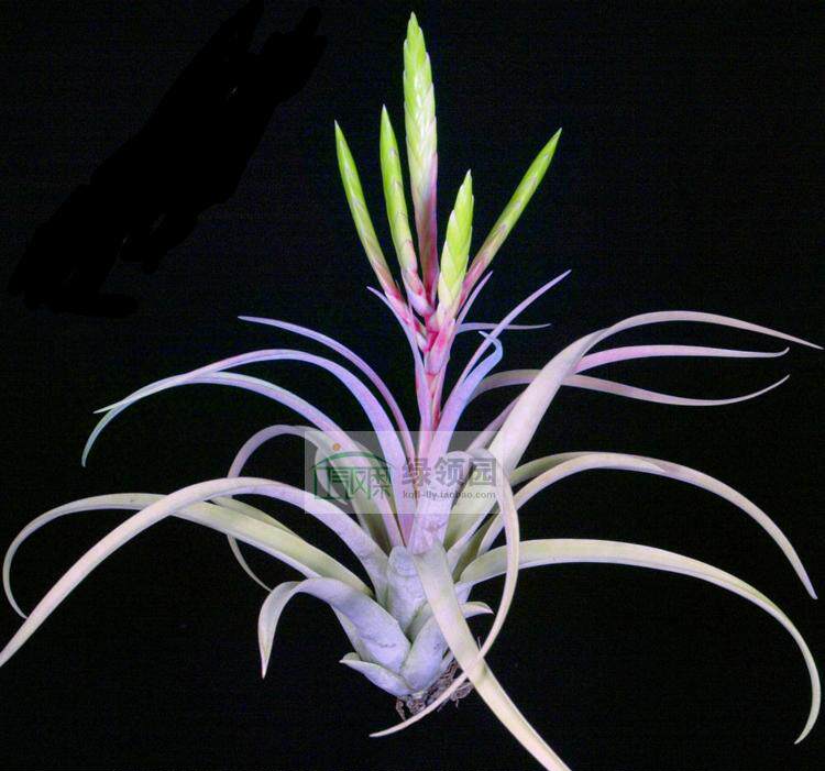 展示 空气凤梨 热带 Tillandsia 'Padre' 罗兰x香槟