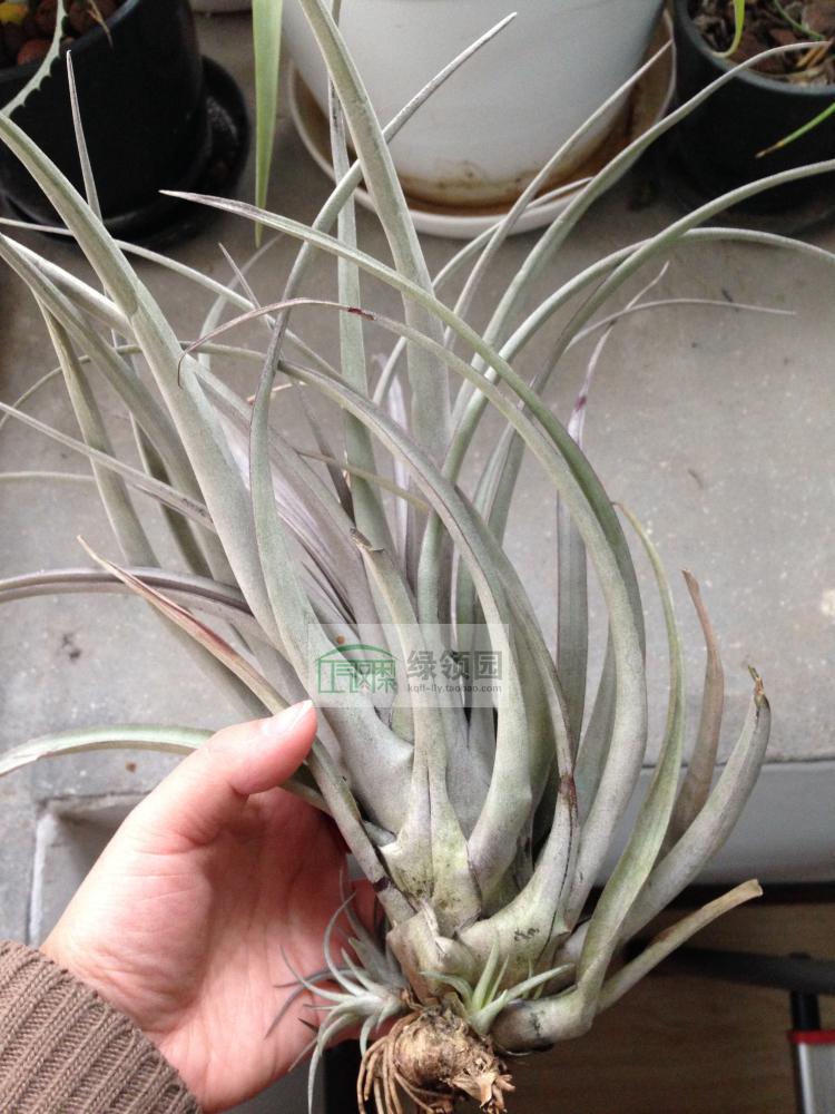 展示 空气凤梨 T.Extensa Red Form  Extensa红色变种