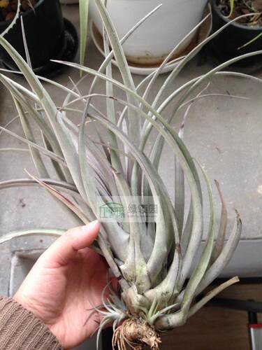 展示 空气凤梨 T.Extensa Red Form  Extensa红色变种