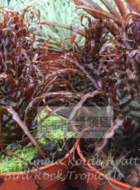 展示 空气凤梨 鸟岩 Rac.crispa Red 红玉米