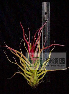 展示 空气凤梨 Tillandsia Strephylla x Bulbosa 电卷蝴蝶