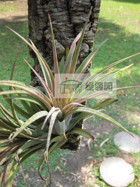 空气凤梨【展示】Tillandsia （chiapensis x ionantha）香槟精灵