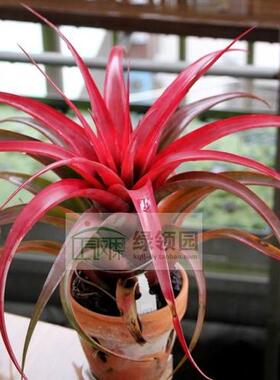 展示 空气凤梨 T.xerographica x capitata marron Rubra