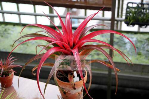展示 空气凤梨 T.xerographica x capitata marron Rubra